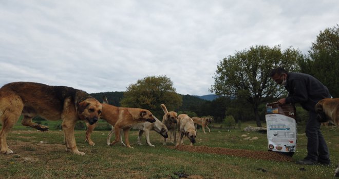 4 günlük kısıtlamada sokak hayvanları Bolu Belediyesi’ne emanet