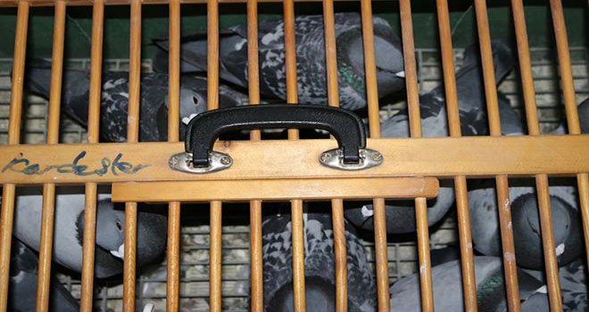 500 bin liralık güvercinlerin 700 kilometrelik yolculuğu