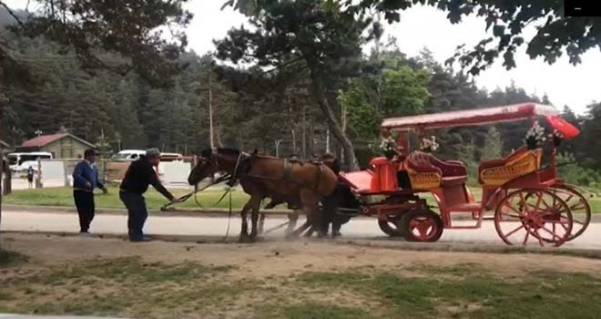 Abant’ta, faytona bağlı bir at sıcak ve yorgunluktan bayıldı