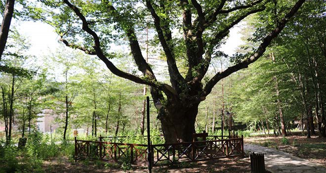 Atatürk’ün gölgesinde ayran içtiği 400 yıllık meşe ağacı koruma altında