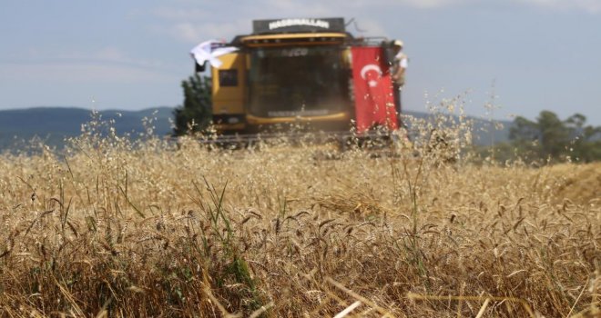 ‘Ayten abla buğdayı’ ilk kez hasatta