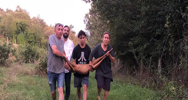 Bahçe tellerine takılan yavru karacayı vatandaşlar kurtardı