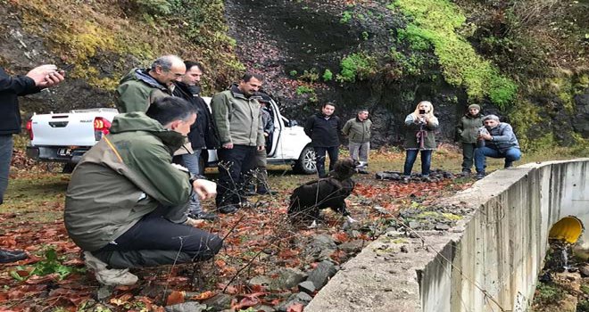 Bakan Pakdemirli kara akbabayı Gölcük’te doğaya saldı