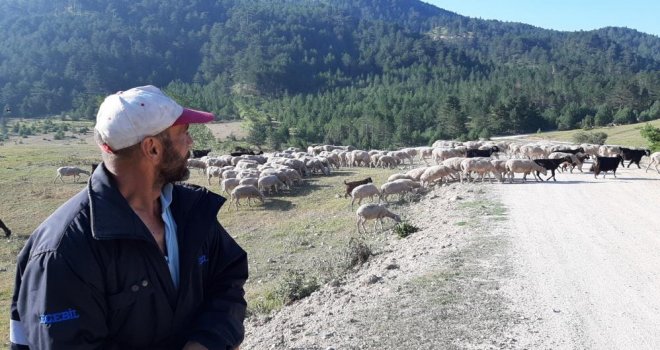 Bartın'dan çobanlık için Bolu'ya geldi
