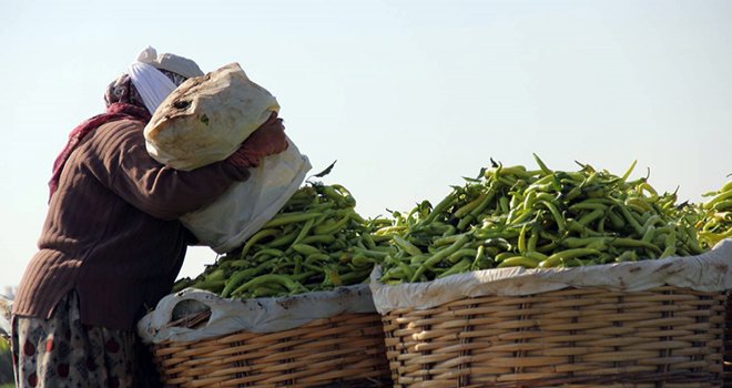 Biber Mart ayında hem el hem de ağız yaktı
