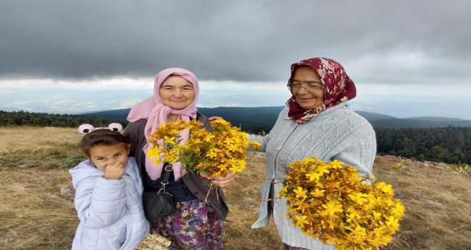 Bin 850 rakımlı zirvede şifa mesaisi: Hacet Bayramı'nda sarı kantaron topladılar