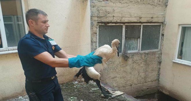 Binanın havalandırma boşluğuna düşen leylek yaralandı..