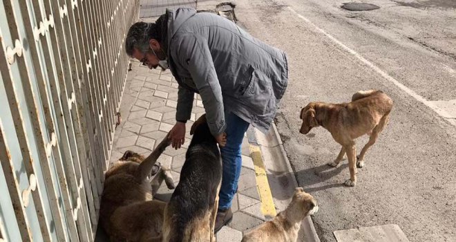 Bolu Belediyesi Gökçesulu hayvan severlerin talebine kayıtsız kalmadı