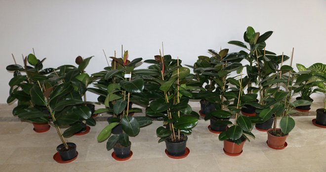 Bolu Belediyesi’nde ‘tebrik çiçekleri’ satışa çıkartılıyor