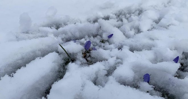 Bolu'da açan çiğdemler kar altında kaldı………