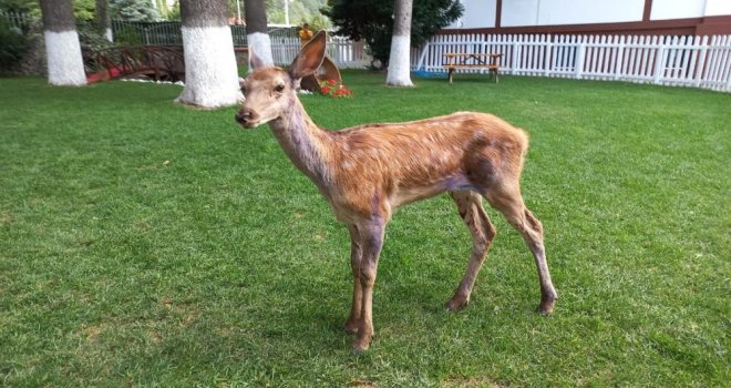 Bolu’da aracın çarptığı yavru alageyik tedavi edilerek doğaya salındı