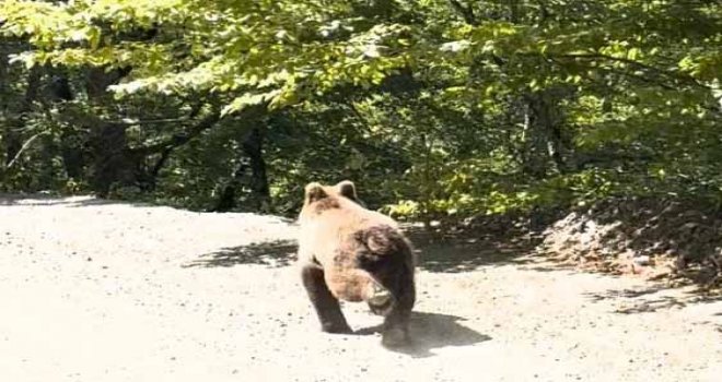 Bolu'da aracın önünde koşan ayı kameraya yansıdı