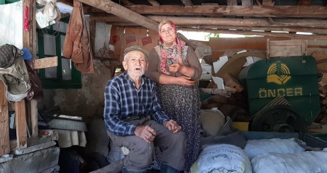 Bolu'da ayılar köylünün kabusu oldu: Düzenekle ayı kovalıyorlar....