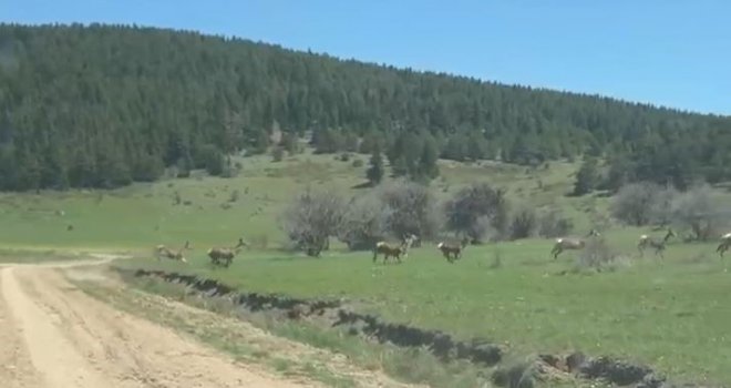 Bolu'da ceylan sürüsü görüntülendi....