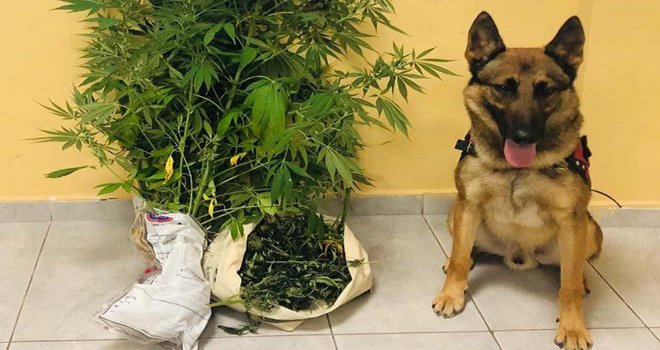 Bolu’da esrar ele geçirildi: 1 gözaltı