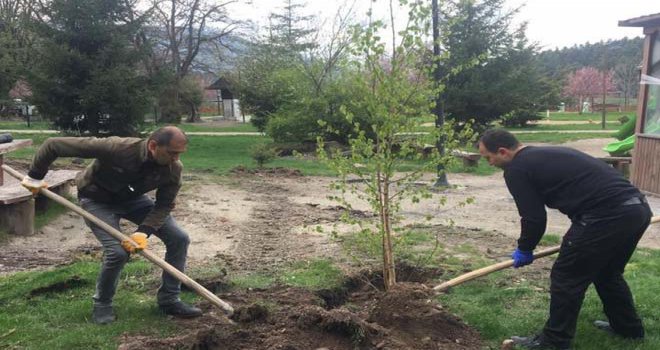 Bolu’da, Gölcük Tabiat Parkı’na fidan dikimi yapıldı