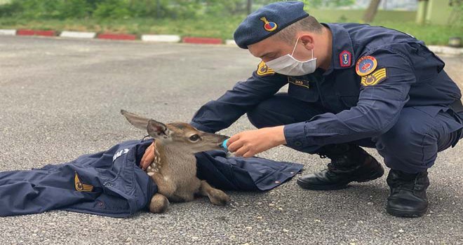 Bolu’da, jandarma ekipleri yorgun düşen yavru geyiği elleri ile besledi