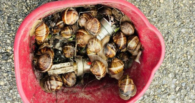 Bolu’da kaçak toplanan 16 kilogram salyangoz ele geçirildi