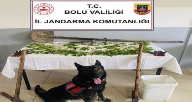 Bolu'da kenevir bahçesi oluşturan şüpheli tutuklandı......