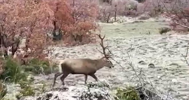 Bolu’da koruma altındaki kızıl geyikler, ormanlık alanda sürü halinde dolaşırken görüntülendi.