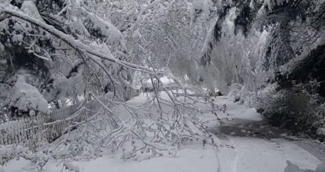 Bolu'da mayıs karı ağaç dallarını kırdı