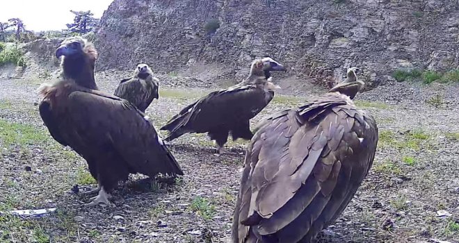 Bolu'da nesli tehlike altında olan kara akbabalar görüntülendi