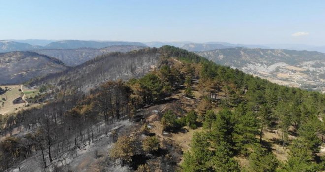 Bolu'da ormanlar küllerinden doğacak: 5 milyondan fazla fidan toprakla buluşacak