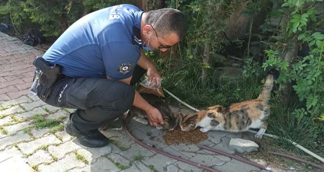 Bolu’da, polis ekipleri sokak hayvanlarını unutmadı