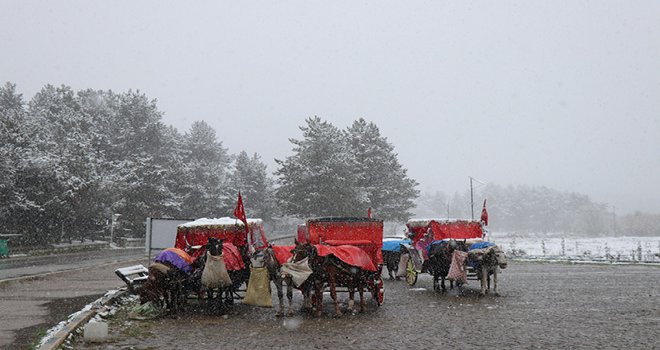 Bolu’da, Ruam hastalığı şüphesiyle 8 at karantinaya alındı