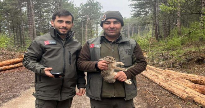 Bolu'da tomrukların arasına sıkışan yavru tavşanı ormancılar kurtardı