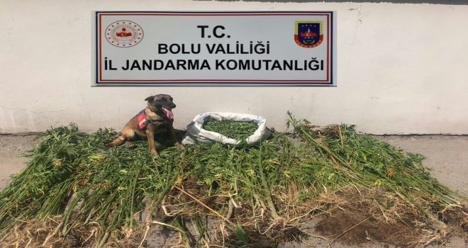 Bolu’da uyuşturucu operasyonu: 3 tutuklama