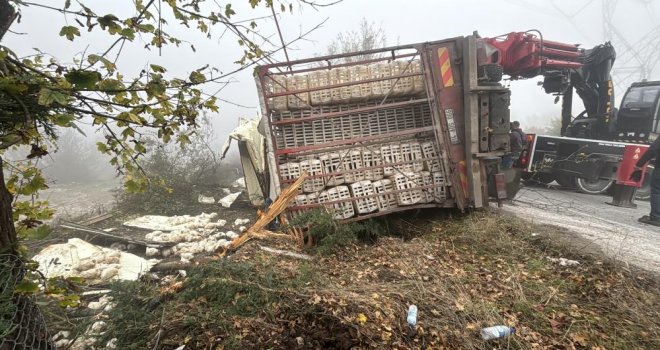 Bolu'da virajı alamayan kamyon devrildi: Onlarca tavuk telef oldu
