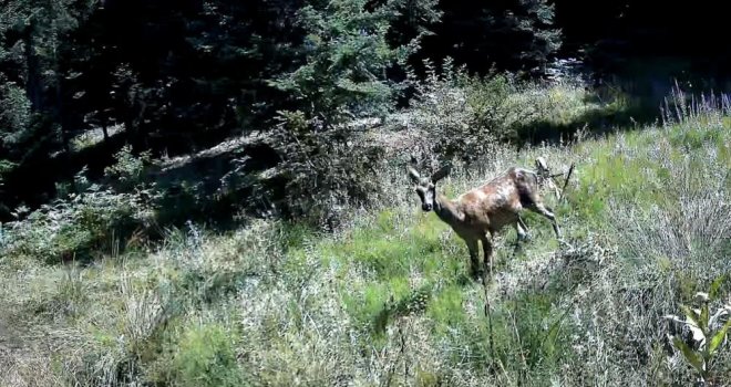 Bolu'da yaban hayatı fotokapanlarla görüntülendi
