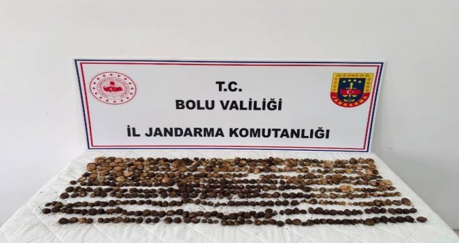 Bolu'da yabani salep toplayan 3 kişiye rekor ceza: 2 milyon 97 bin TL
