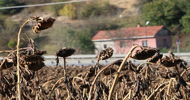 Bolu’da Yağlık Ayçiçeği Hasadı Devam Ediyor