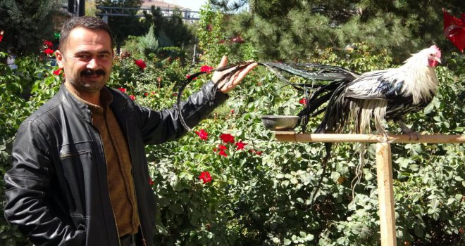 Bolu’dan gönderilen horoz Van esnafının maskotu oldu