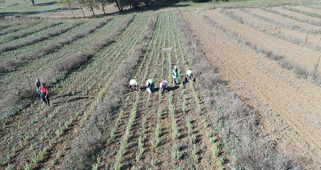 Bolulu çiftçilerin yeni gelir kapısı ada çayı olacak