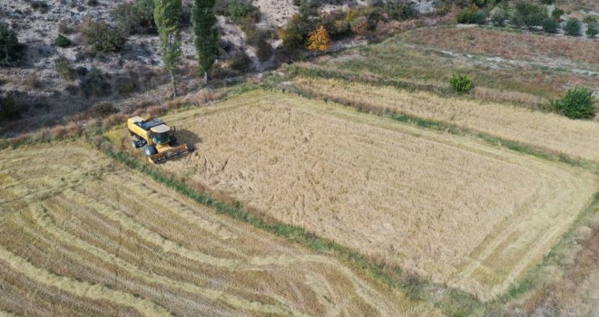 Çeltik, 4 ay devamlı suyun içinde kalarak yetişiyor