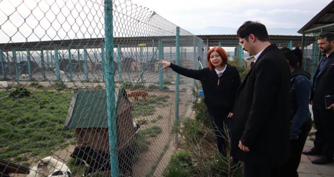 Demirkol:' Sokak Hayvanlarının Kısırlaştırılması ve Bakımı Önceliğimiz'