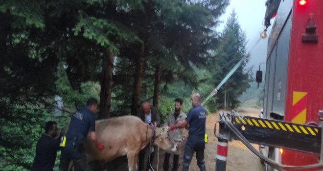 Dere yatağına giren inek itfaiye ekiplerince kurtarıldı