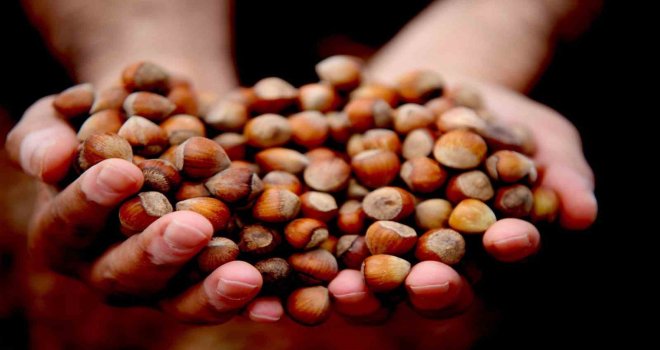 Düzce’de yılın ilk ayında 811,7 ton fındık ihraç edildi