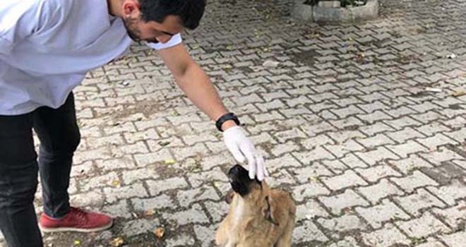 Göynükte Sokak Hayvanları aşılama çalışmalarına başlanıldı