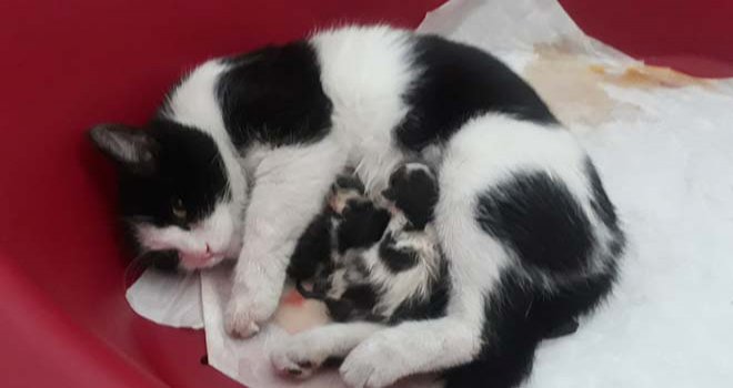 Hastanenin kadın doğum bölümüne giren hamile kedinin veterinerlikte 3 yavrusu oldu