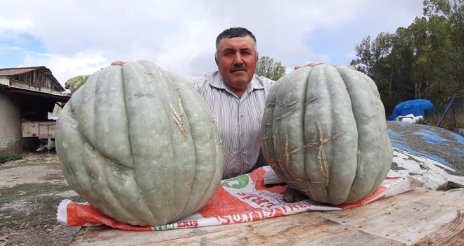 Hayvan gübresiyle yetiştirilen bal kabağı 40 kilogram oldu