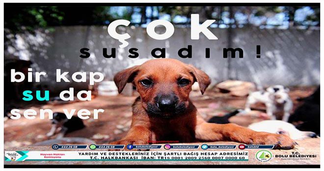 Hayvan Hakları Komisyonu’ndan anlamlı kampanya