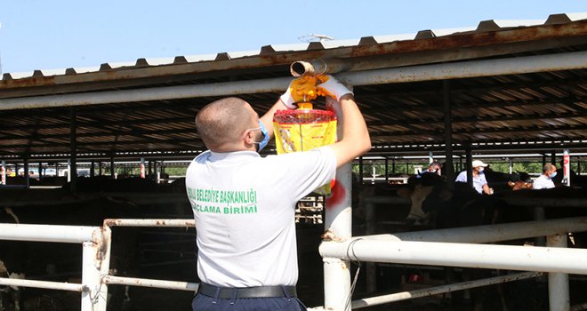 Hayvan pazarında denetimler sıklaştırıldı