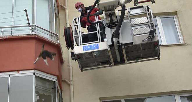 İtfaiyenin kurtarmaya çalıştığı kedi 3’üncü kattan 'dört ayak' üzerine düştü