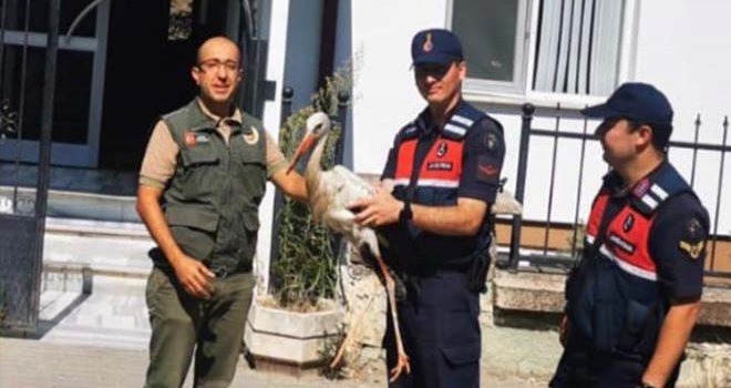 Jandarmanın bulduğu yaralı leylek tedavi altına alındı