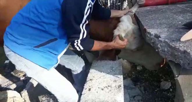 Kafası beton piknik masasına sıkışan ineği itfaiye kurtardı