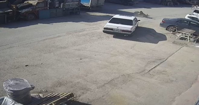 Köpeği ezen sürücü serbest bırakıldı…..